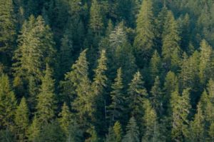 Douglas Fir Forest Credit: Marshal Hedin/ Flickr