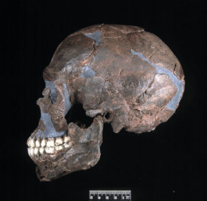  A replica of a human skull discovered in Israel that is about 90,000 years old. Finds like this one hint that some humans may have migrated from Africa earlier than 50,000 years ago. Credit Chris Stringer/Natural History Museum 