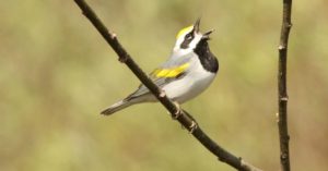 Golden-winged warblers are one of the North American species most at risk for complete extinction.  Credit: Caleb Putnam/flickr/cc