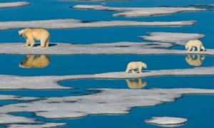 polar bears on melting ice