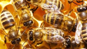 Researchers at QMUL have discovered that bees can be taught to pull a string for food, a behavior previously thought too advanced for insects Credit: Depositphotos/Irochka