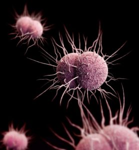 Drug-resistant gonorrhea is on the increase. It causes severe reproductive complications and disproportionately affects sexual, racial and ethnic minorities. Credit: National Institute of Allergy and Infectious Diseases