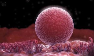 Ovarian biopsies taken from young women who had been given a particular chemotherapy drug showed that the tissue appeared to have formed new eggs. Credit: Science Picture Co/Getty Images/Science Faction 