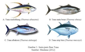 Species of Tuna