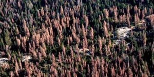 Dead and dying trees on forest lands in California, August 2016. Credit: USFS Region 5 Flickr