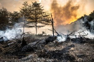 Forest fire Credit: Shutterstock