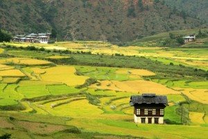 Rice fields in Bhutan Credit: Shutterstock