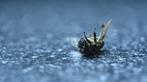 Dead-Bee